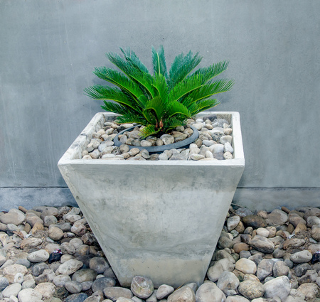Tree in cube potの写真素材