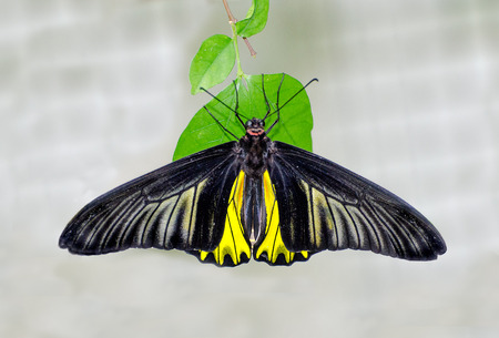 Beautiful of butterfly in gardenの写真素材