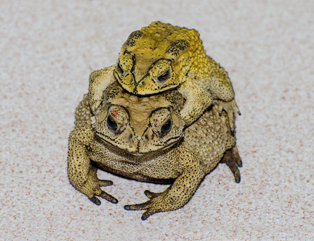 Toads  matingの写真素材