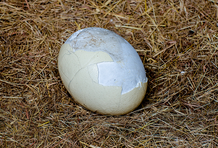 Ostrich egg