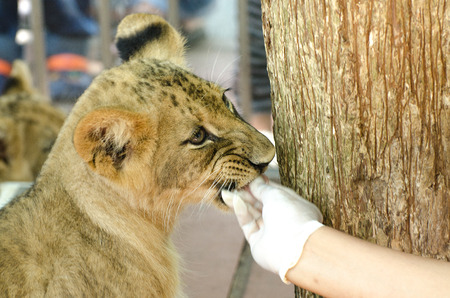 Curious young feeding foodの写真素材