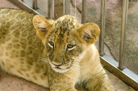 Curious young lionの写真素材