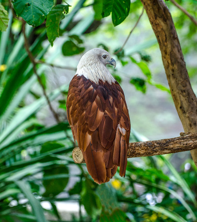 White head hawk on tree in the forestの写真素材