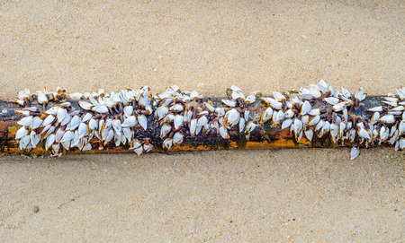 Seashell on old bamboo on beachの写真素材