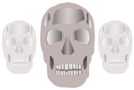 Model skull on white background vector illustrationの写真素材