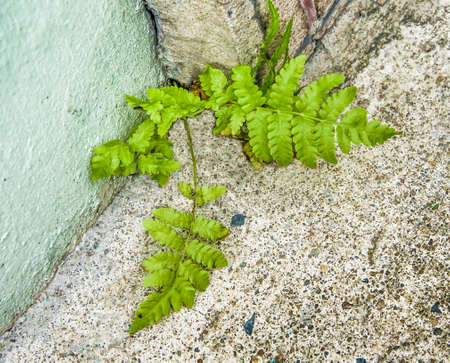 Young fern on cement floor backgroundの写真素材