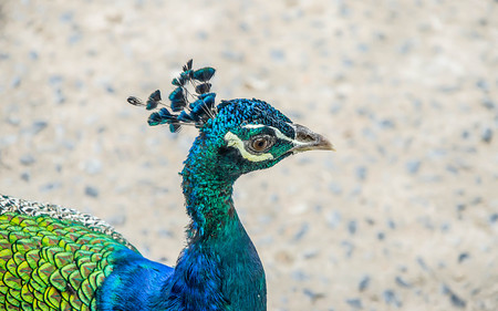 Colorful of peacockの写真素材