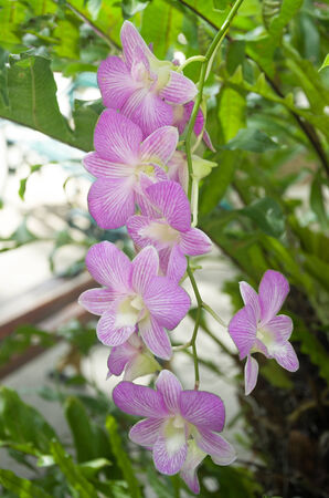 Dendrobium pink orchid in the gardenの写真素材