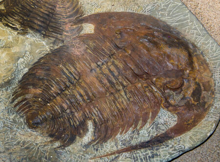 Trilobite Paradoxides spiulosusの写真素材