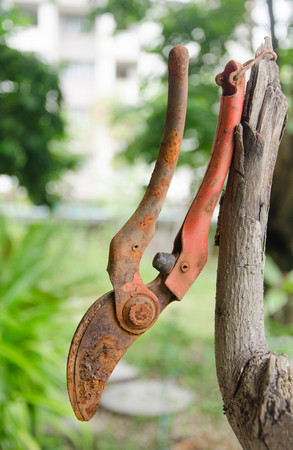 Old Branch scissorsの写真素材