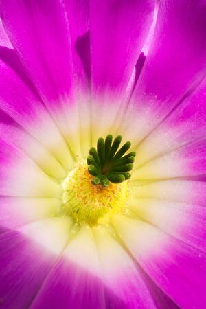 Colorful flower of Echinocereus pentalophusの写真素材
