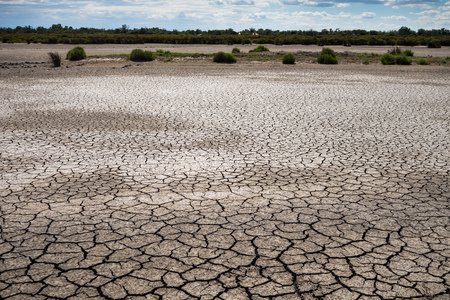 Dried pond with cracked mud and glasswort in Camargue, Franceの写真素材