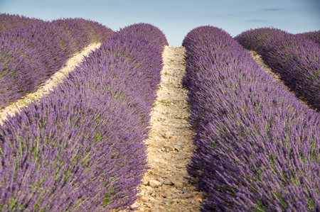 Lavender field, plateau de Valensole, Franceの写真素材