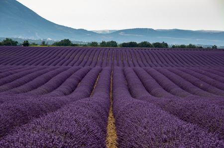 Lavender field, plateau de Valensole, Franceの写真素材