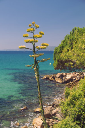 A tall flowering plant with yellow blooms near a rocky coastline, overlooking a clear turquoise sea...