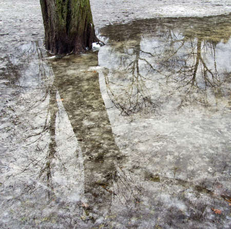 shadows of trees in ice waterの写真素材