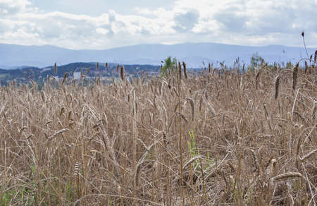 Wheat Field In A Hilly Landscape In Jelenia Gora, Silesia, Poland