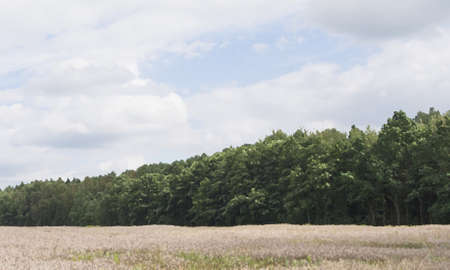 Edge Of The Forest With A Cloudy Sky, illustrationの写真素材