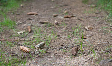 Forest Track With Cones, Selected Focus, Blurry Background
