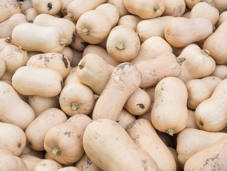 Harvest: Heap of Butternut Squash, Cucurbita moschataの写真素材