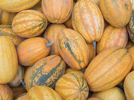 Harvest: Heap of Japanese Spaghetti Squash, Cucurbita pepoの写真素材
