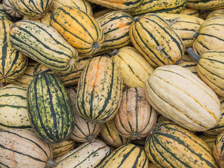 Harvest: Heap of US American Delicata Squash, peanut squash, Cucurbita pepoの写真素材