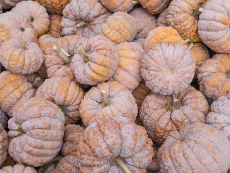 Harvest: Heap of Japanese Black Futsu Squash, Cucurbita moschataの写真素材