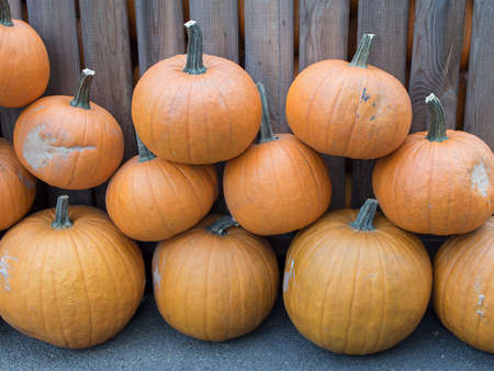 Harvest: A Heap of Halloween Pumpkins In Front of A Wooden Fence