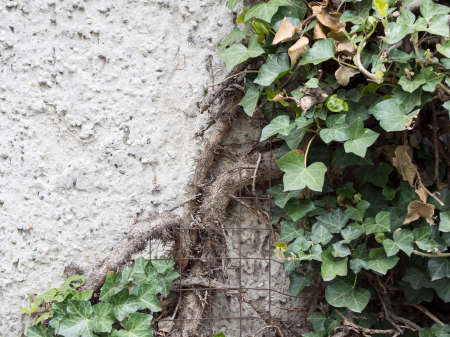 Leaves of European Ivy, Hedera helix, At A Stone Wall With Copy Spaceの写真素材