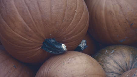 Harvest: Heap of Red Pumpkins, Cucurbita maxima