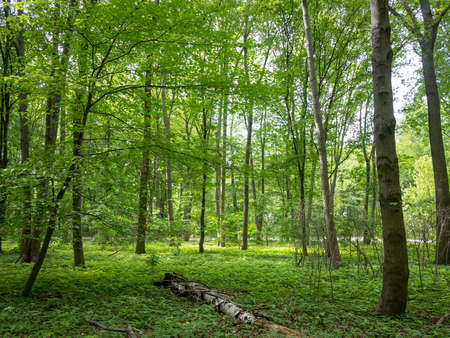 Forest in Tiergarten Park In Berlin, Germany In Spring, Landscape Backgroundの写真素材