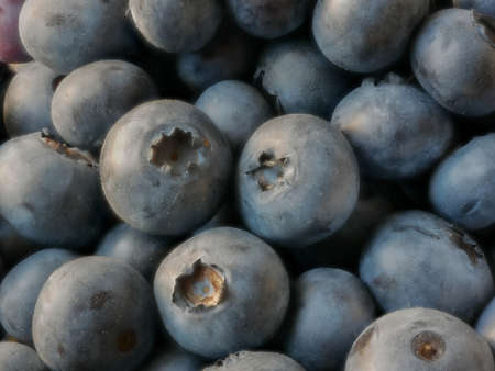 Close-up of Blueberries, Vaccinium myrtillus, Food Backgroundの写真素材