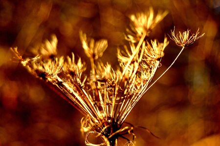 Cool autumn wind brushing across the earth.の写真素材