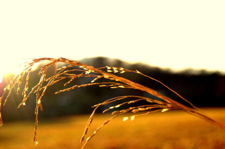 Over the meadowの写真素材