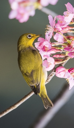 Closeup on bird with plum blossomの写真素材