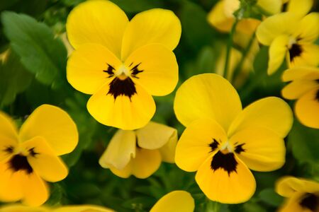 Yellow and red flower in the garden shined at sun