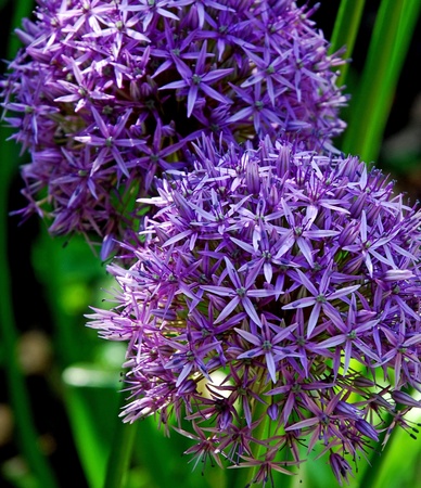 Purple beauty: Allium Giganteumの写真素材