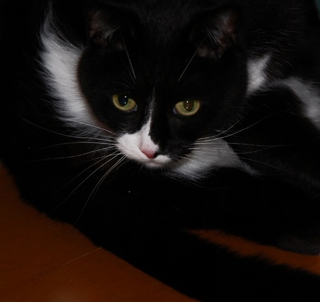 Black and white catの写真素材