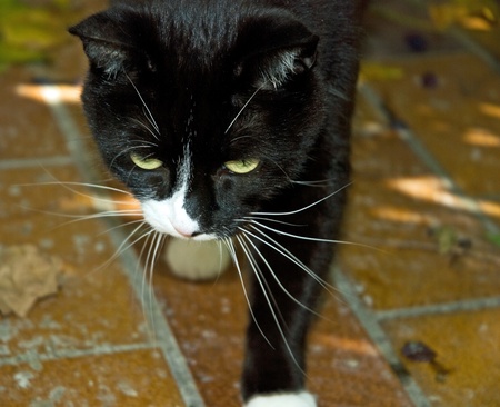 Haunting cat in the gardenの写真素材
