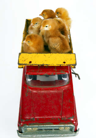 6 Chickens in the back of a vintage toy truck on whiteの写真素材