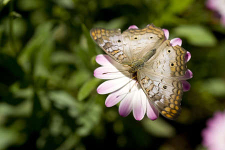 A White Peacock Butterfly lands isolated against greenの写真素材