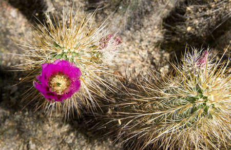 A flowering cactus close upの写真素材