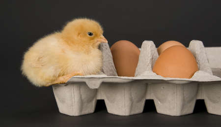One Newborn Chicken sits with some fresh eggs in a cartonの写真素材