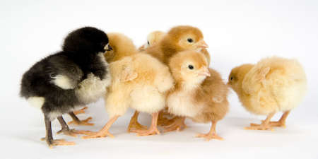 A group of new born chickens huddle togetherの写真素材