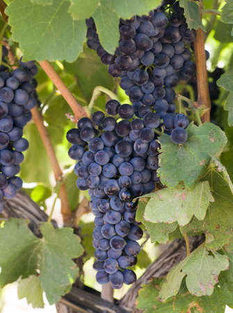 Grapes on the Vineの写真素材