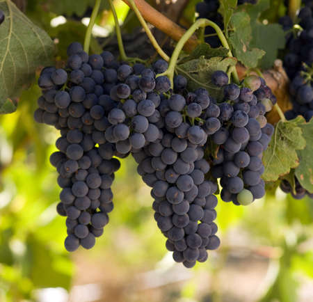 Grapes on the Vineの写真素材