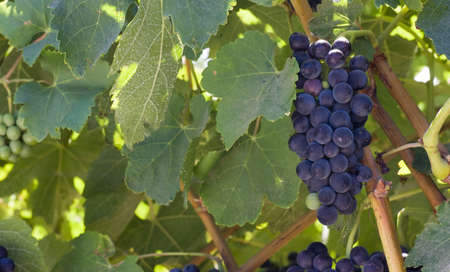 Grapes on the Vineの写真素材