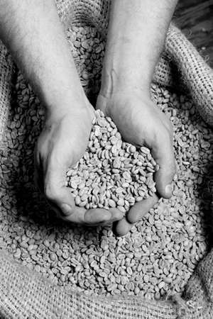 A roaster takes a moment to check the quality of his beans or seeds before roasting の写真素材
