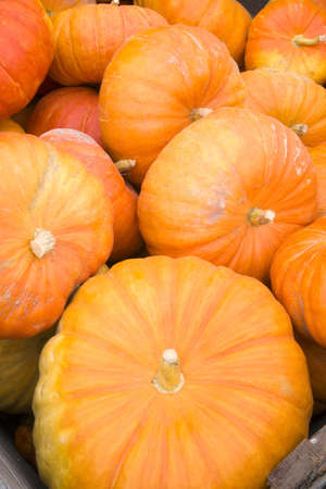 A box full of Cinderella Pumpkins on the Farmの写真素材