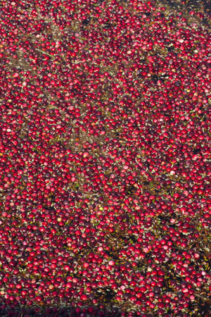 Cranberries still in the Bog headed for the back of the truckの写真素材